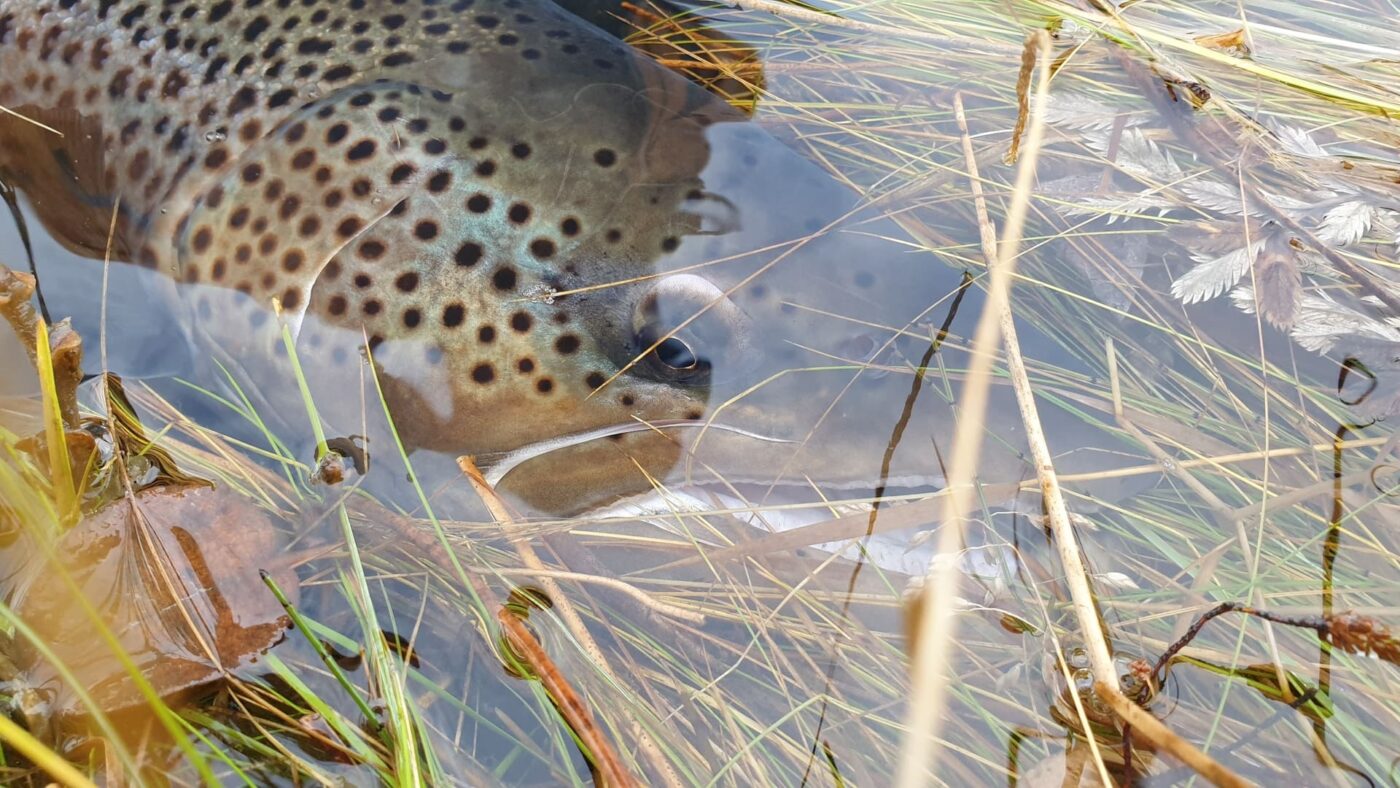 Silungaflugur - sjóbirtingur liggur í vatni. Mynd tekin við Grenlæk