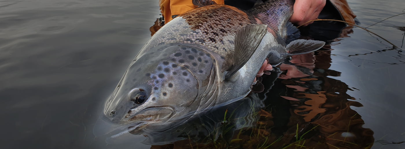 Sjóbirtingur að vori