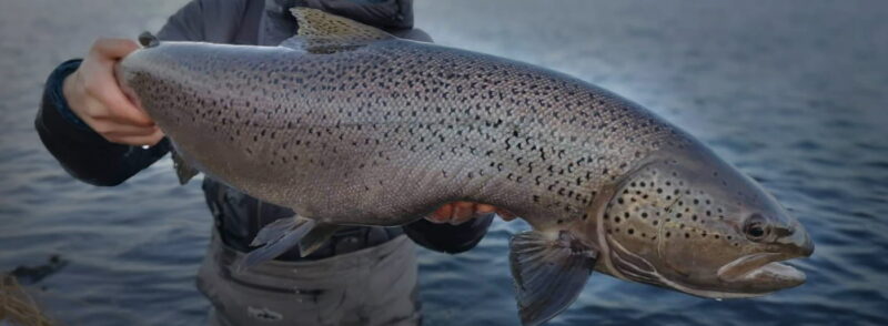 Vorveiði - sjóbirtingur