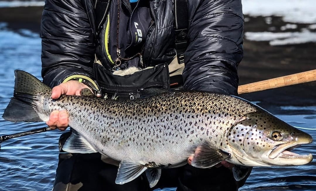 Flottur sjóbirtingur úr Húseyjarkvísl