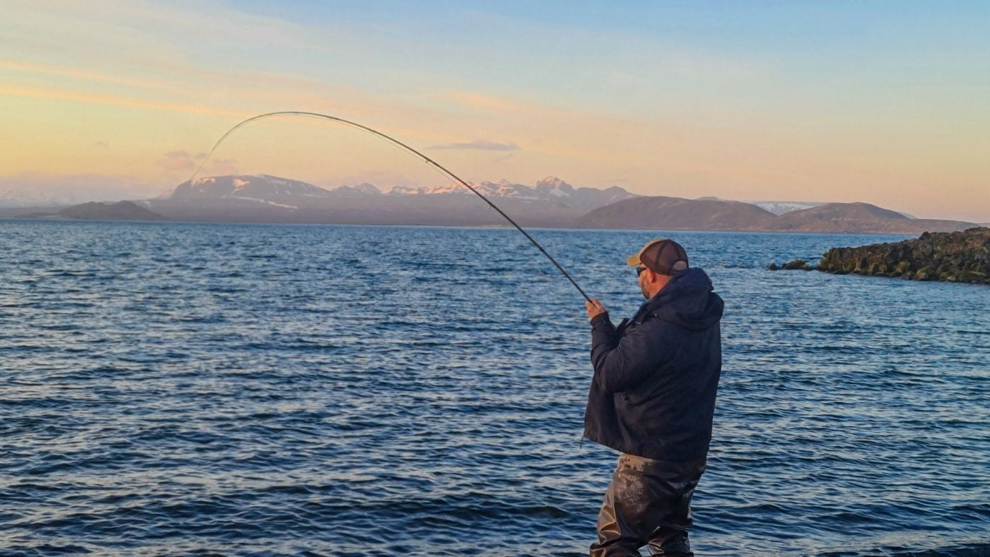 Urriði þreyttur á ION svæðinu á Þingvöllum