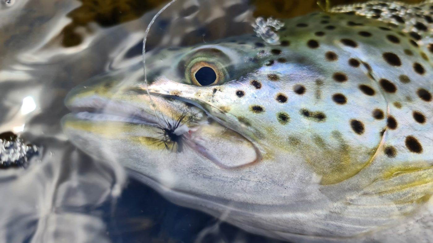 Þingvallaurriði hefur tekið þurrflugu