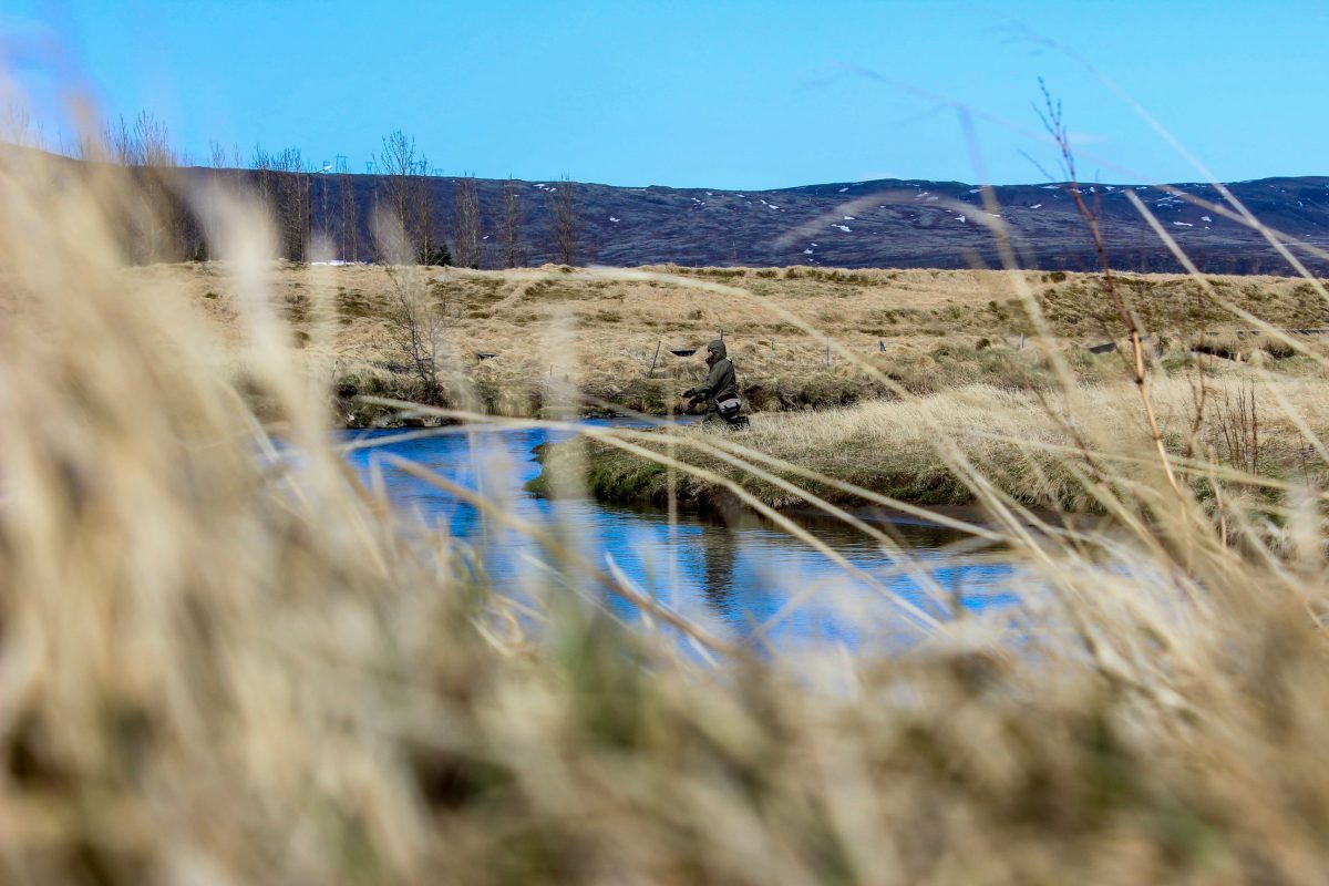 Veitt í Varmá að vori