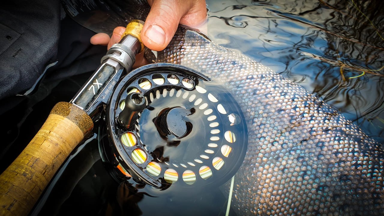 Maður heldur á Loop 7x og fiskurinn liggur í vatninu