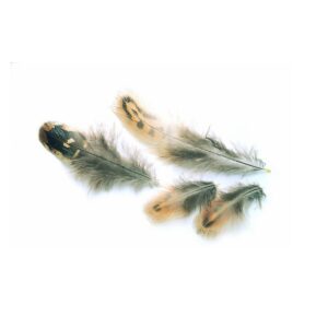 Veniard Hen Pheasant Shoulder Feathers