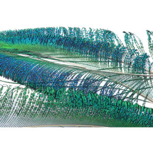 Veniard Peacock Sword Tails