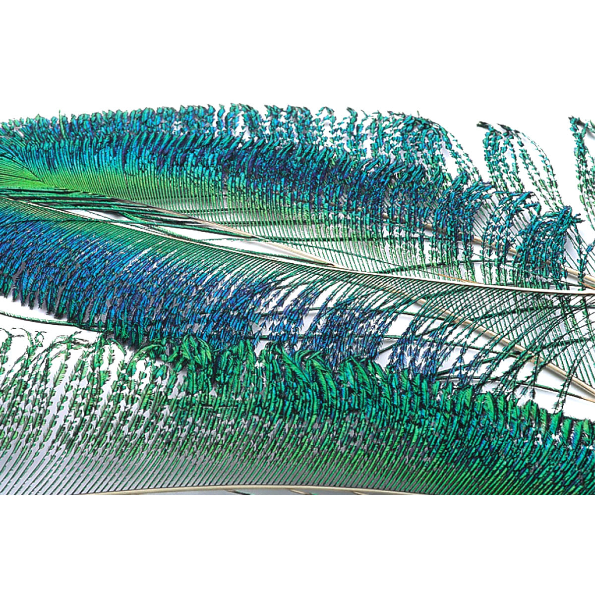 Veniard Peacock Sword Tails